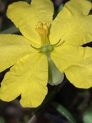 Hibbertia puberula