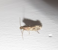 Lindera tessellatella