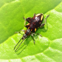 Mecynodera