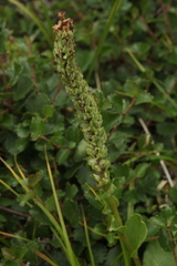 Lagotis integrifolia