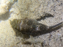 Canthigaster amboinensis