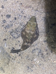 Canthigaster amboinensis