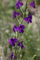 Consolida orientalis