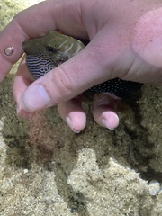 Canthigaster amboinensis