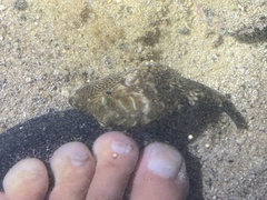 Canthigaster amboinensis