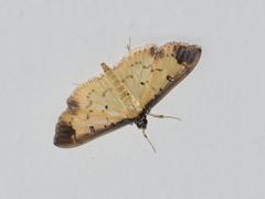 Eulepte gastralis