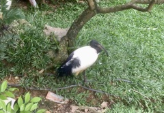 Threskiornis