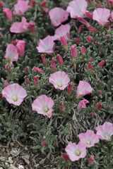Convolvulus assyricus