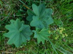 Alchemilla coriacea
