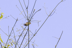 Anthoscopus flavifrons