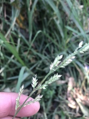Poaceae