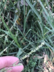Poaceae