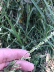 Poaceae