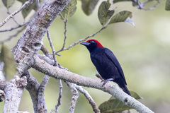 Malimbus rubricollis