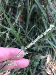 Poaceae