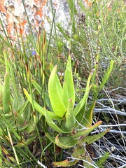 Aloiampelos commixta