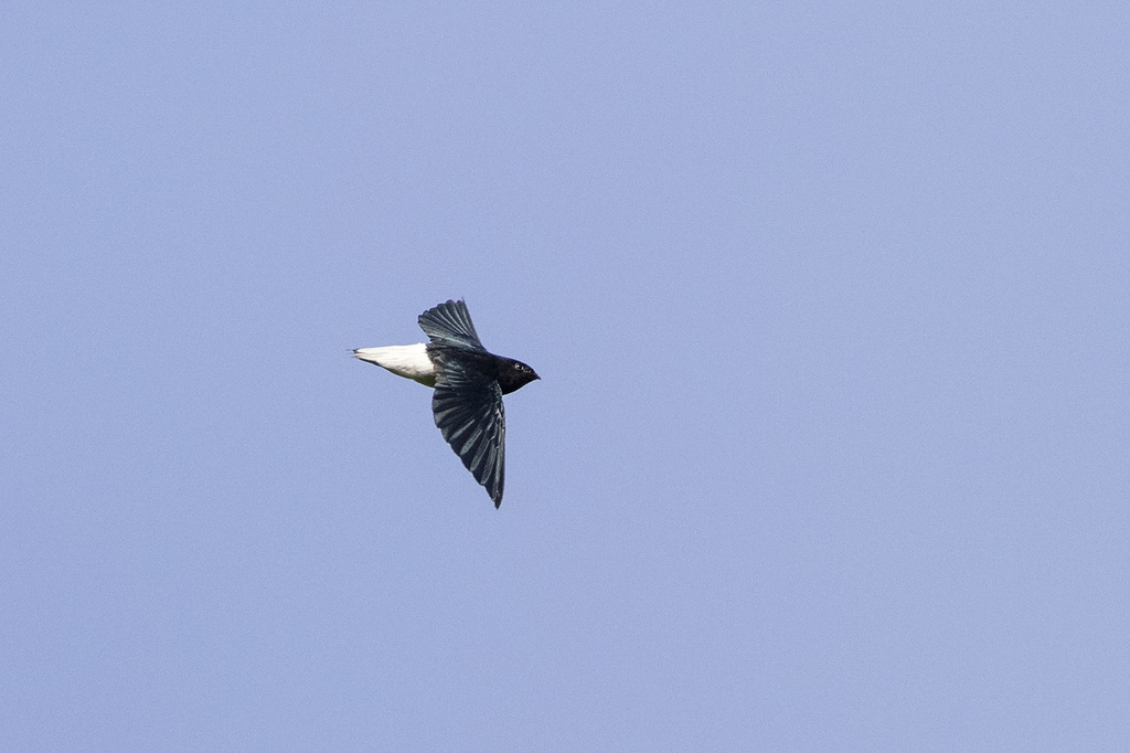 Sabine's Spinetail