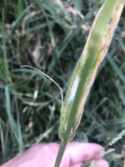 Poaceae