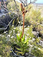 Aloiampelos commixta