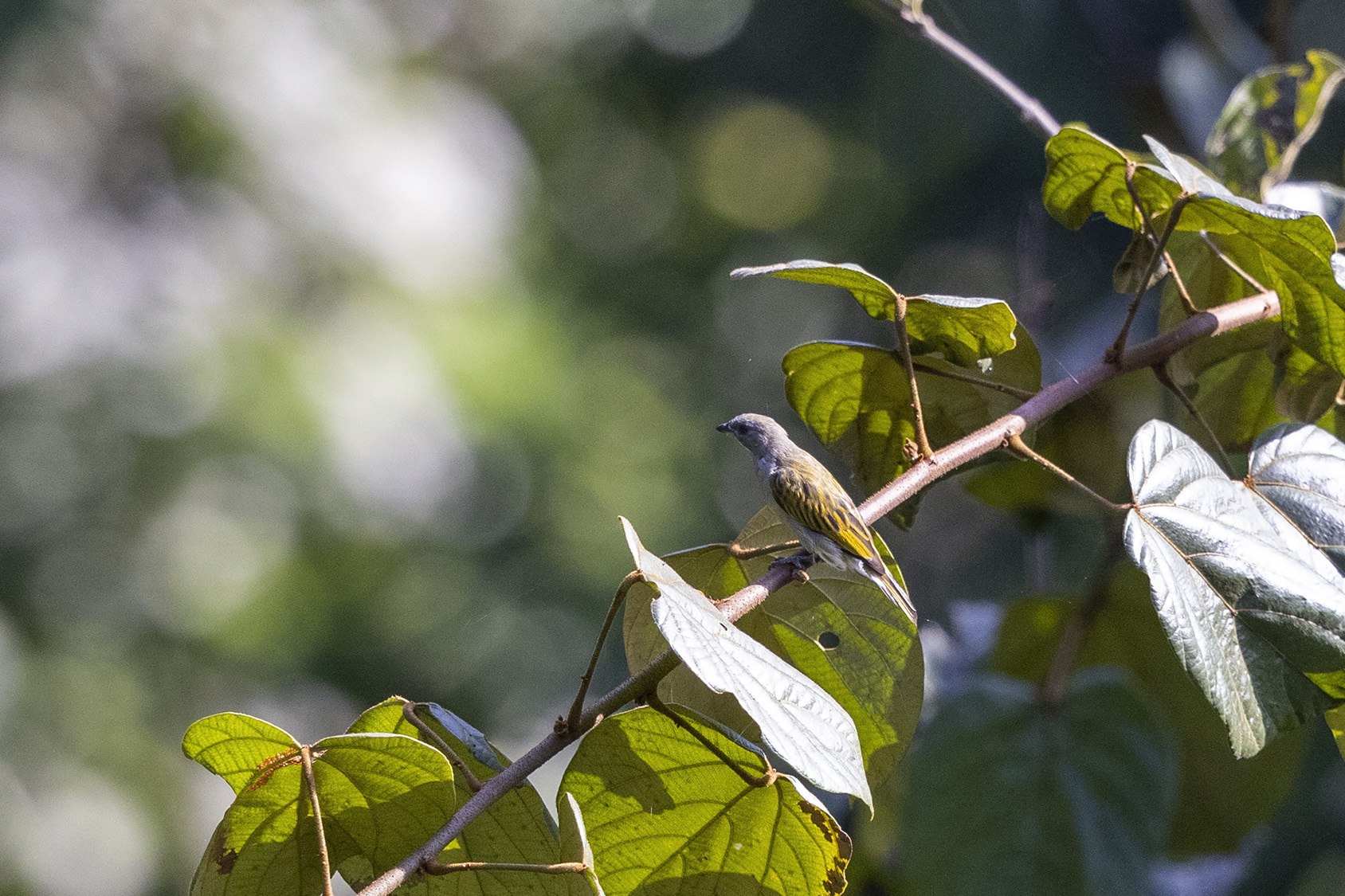 Willcocks's Honeyguide illustration