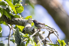 Apalis sharpii