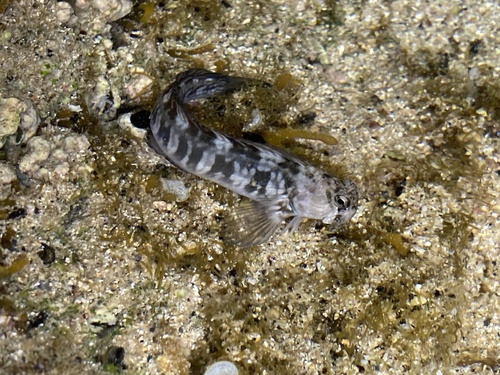 Zebra rockskipper (Istiblennius zebra) — Blenniidae — 4