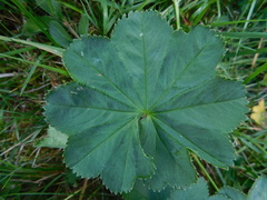 Alchemilla coriacea