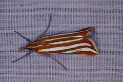 Hednota recurvellus