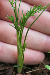 Lomatium gormanii