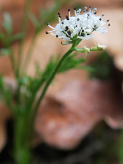 Lomatium gormanii
