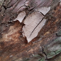 Amylostereum laevigatum