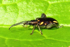 Mecynodera