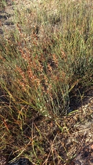 Elegia squamosa