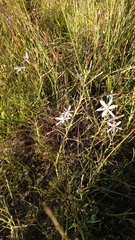 Trachyandra filiformis