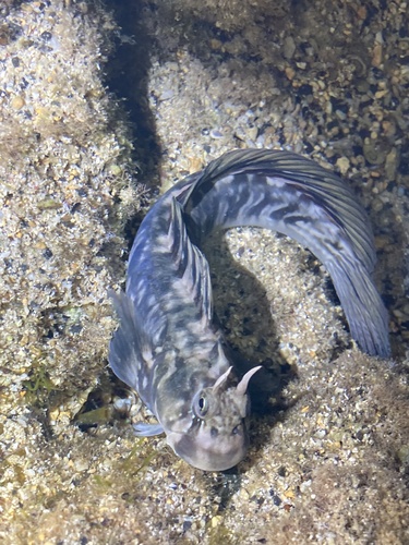 Zebra Blenny