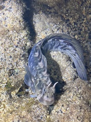 Zebra Blenny photo 4