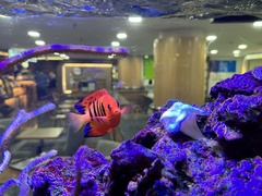 Centropyge loriculus