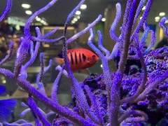 Centropyge loriculus