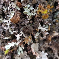 Ricasolia amplissima