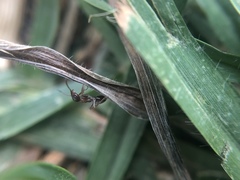 Linepithema