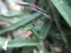Linepithema