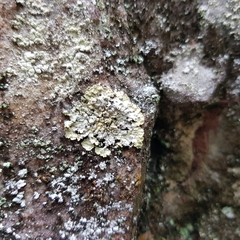 Lepraria membranacea