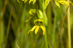 Habenaria marginata