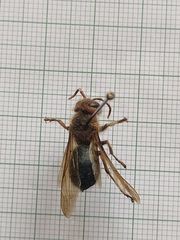 Vespa basalis