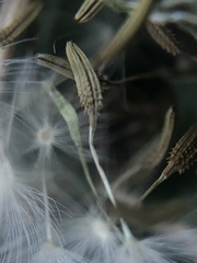 Taraxacum officinale