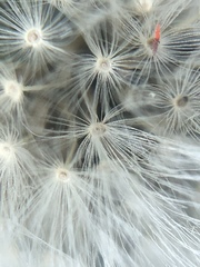 Taraxacum officinale