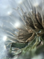 Taraxacum officinale