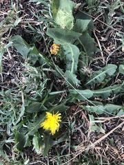 Taraxacum officinale