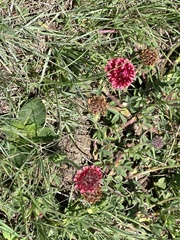 Trifolium africanum