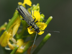 Oedemera virescens